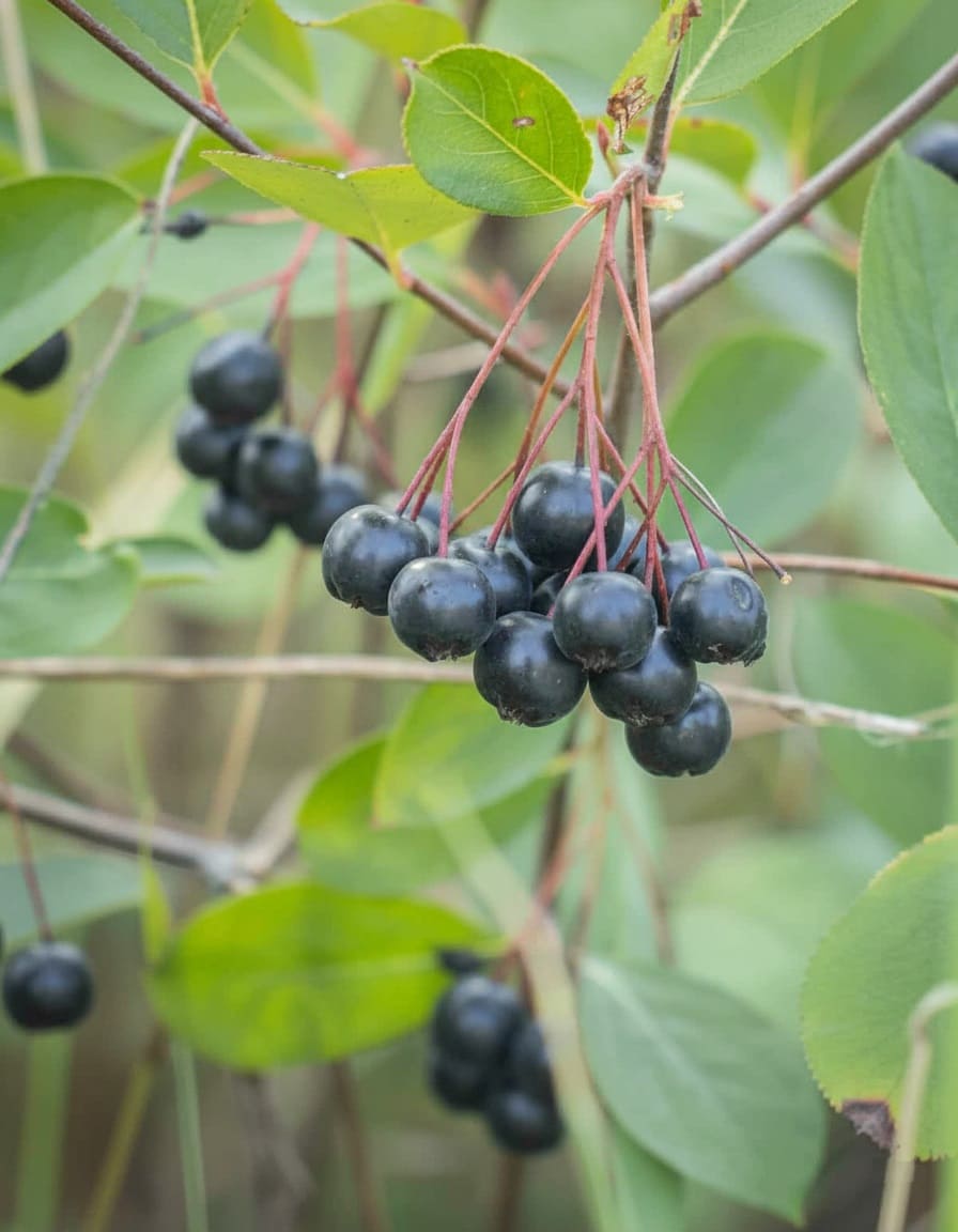 Black chokeberry (Aronia melanocarpa)