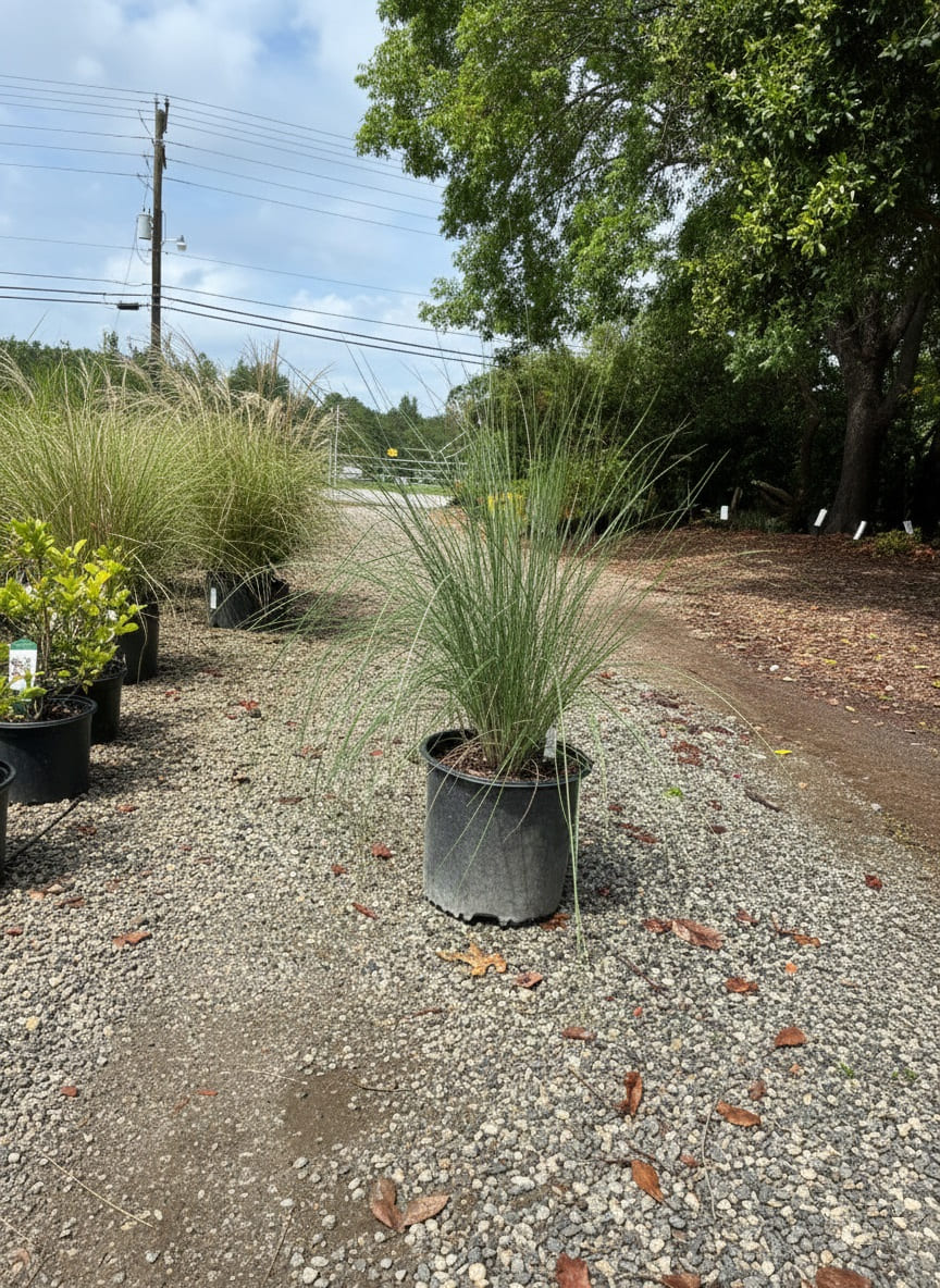 Container-grown Pink Muhly Grasses