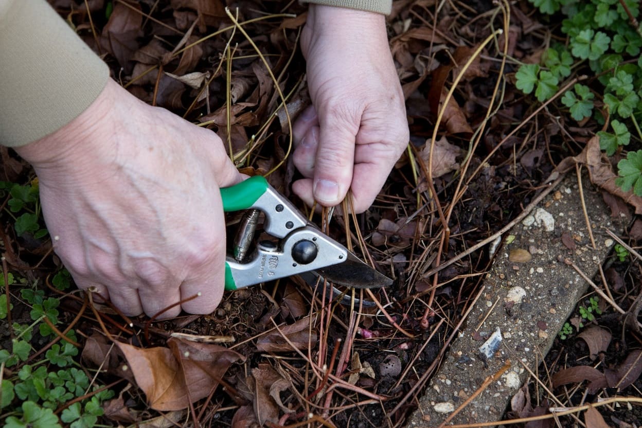 Cutting back old epimedium leaves with secateurs