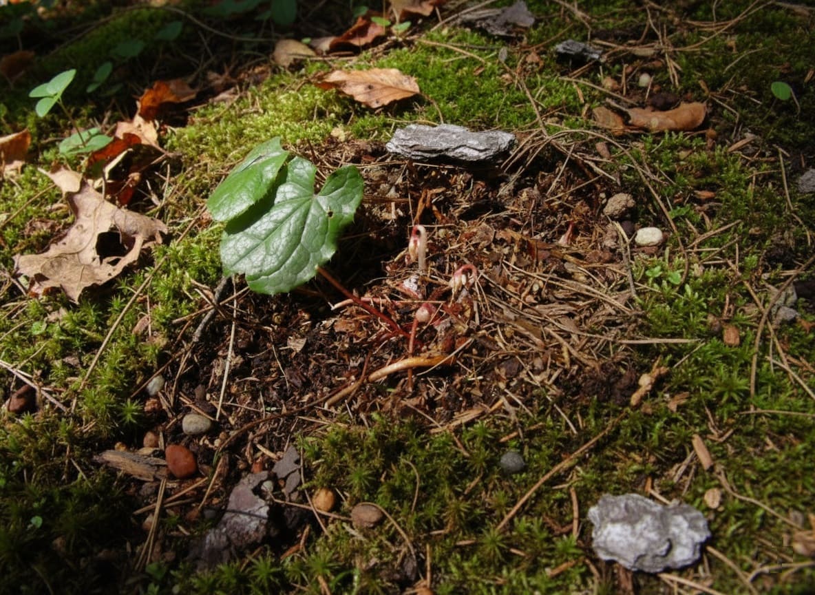 Dig deciduous Epimediums to propagate when you first begin to see the growth buds emerge in spring