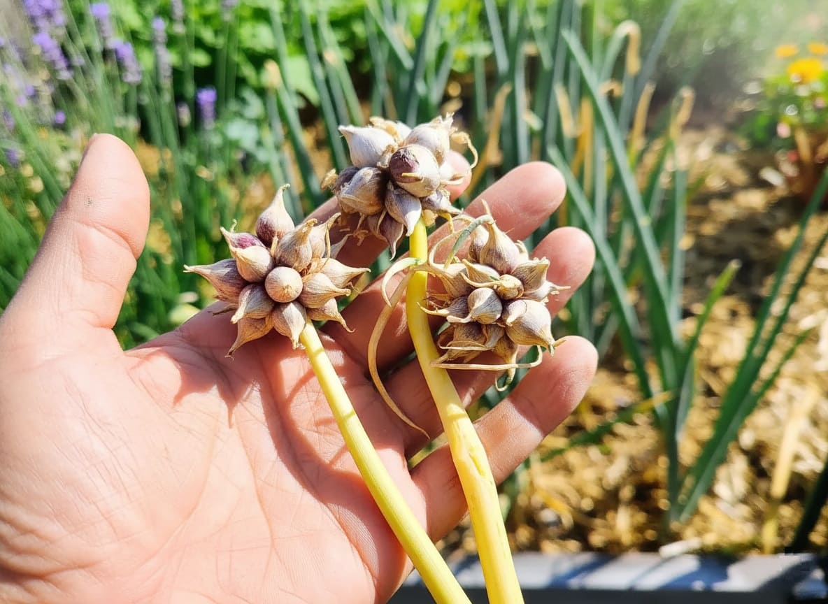 Egyptian Walking Onion bulbils