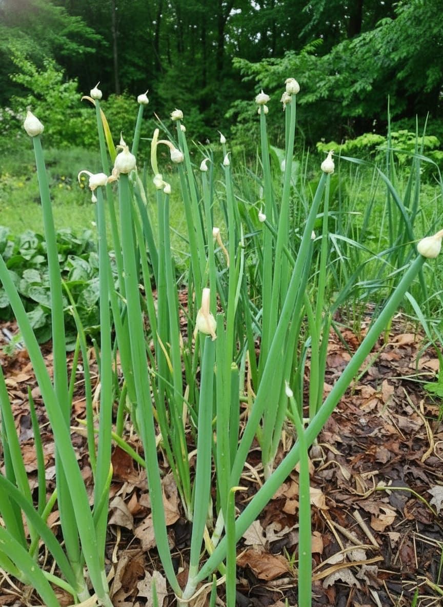 Egyptian Walking Onions