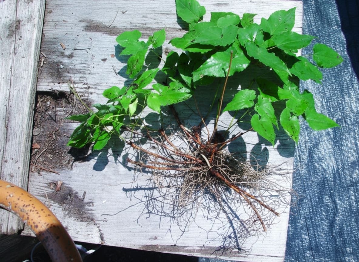Epimedium Underground stems or “rhizomes”