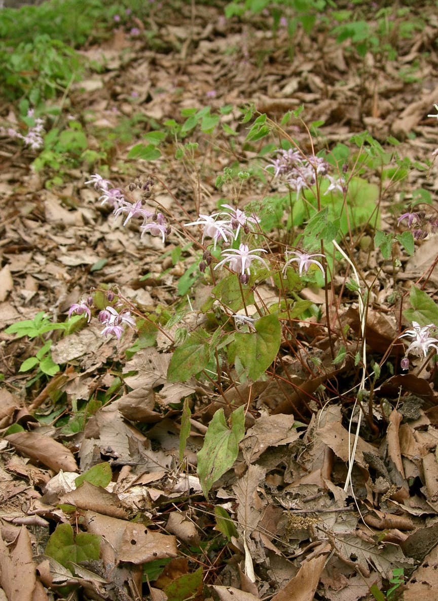 Epimedium grandiflorum