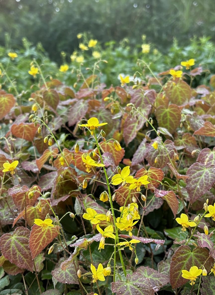 Epimedium x perralchicum 'Frohnleiten'