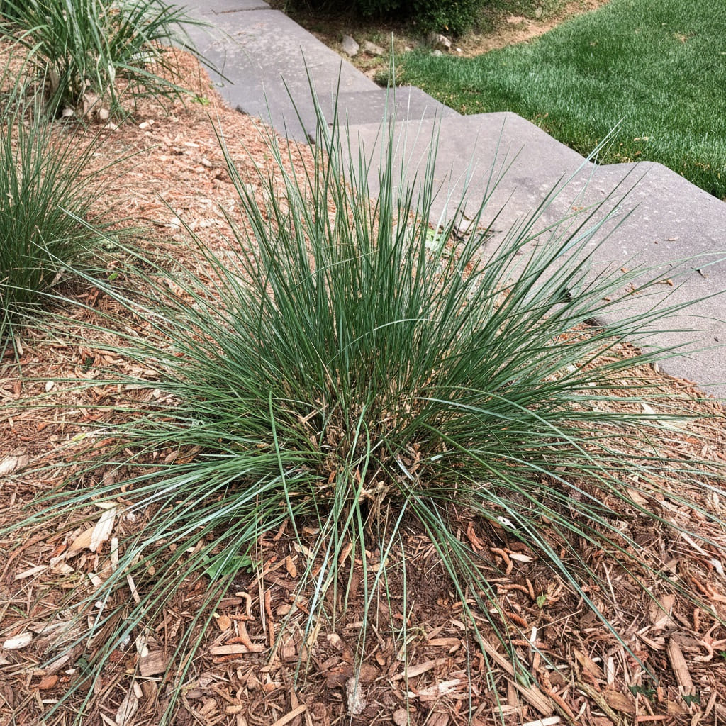 Fall planting Pink Muhly Grass
