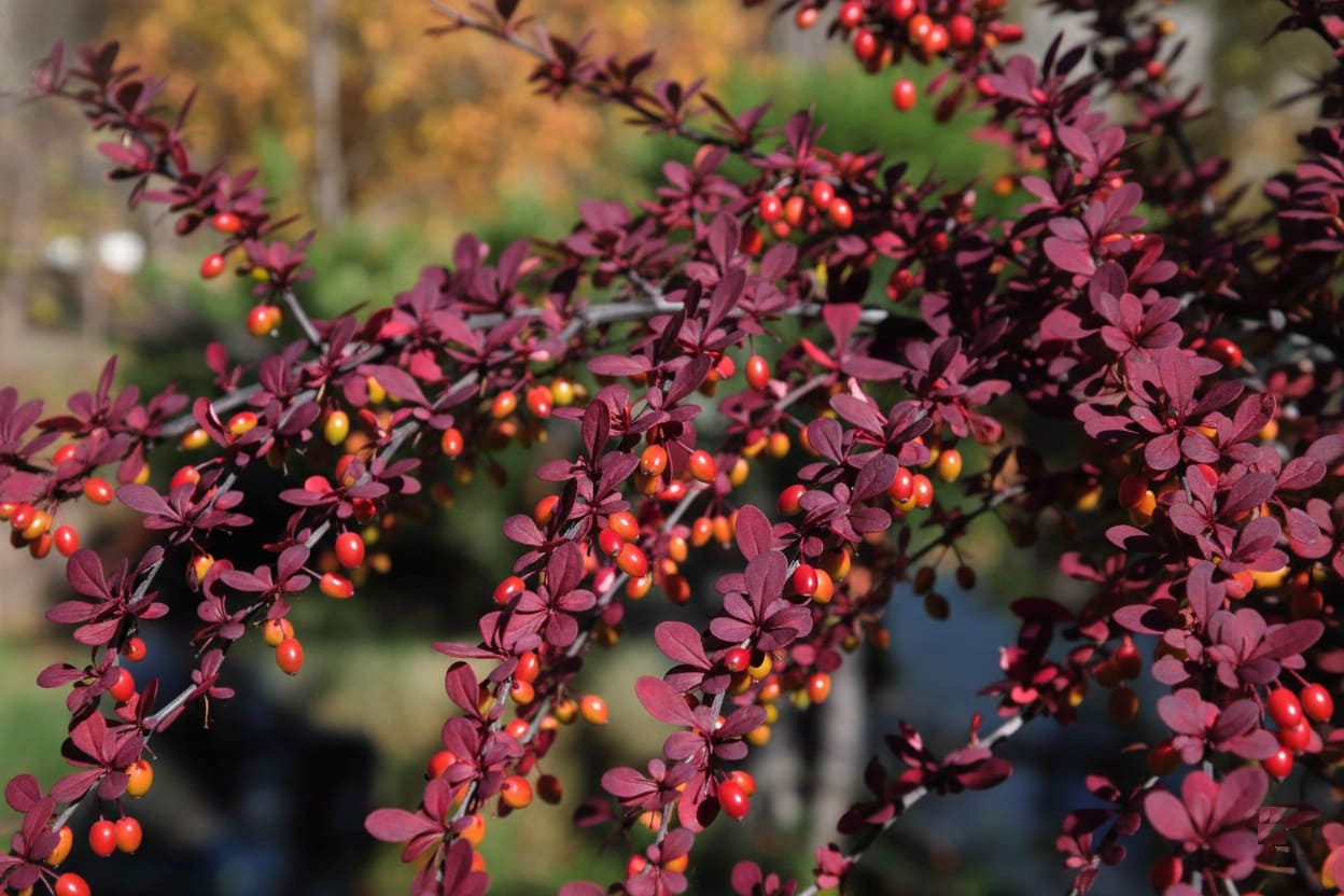 Japanese barberry (Berberis thunbergii)