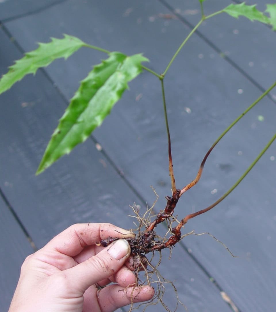 Mid-late summer division of a running Chinese evergreen epimedium