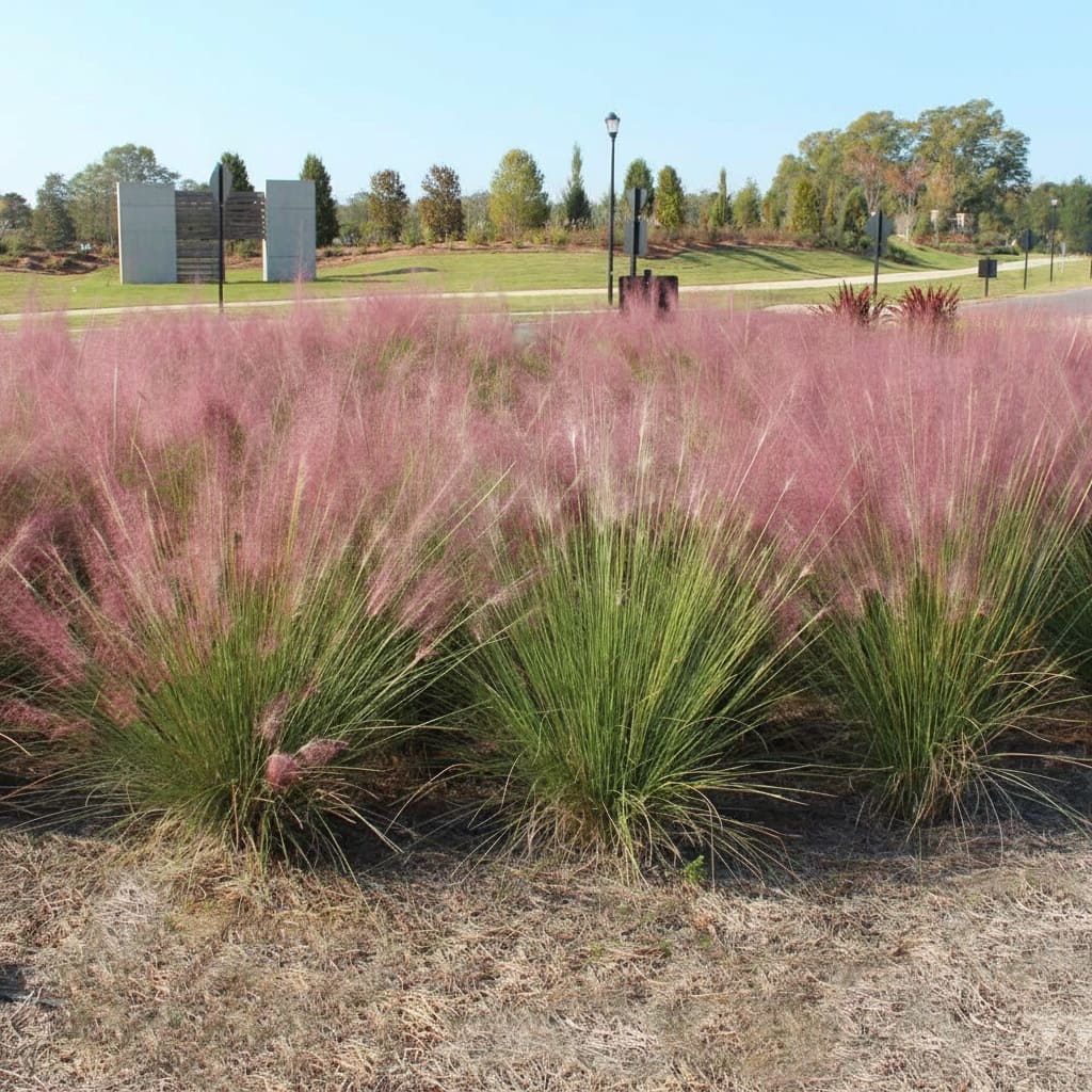 Pink muhly grass (Muhlenbergia capillaris)