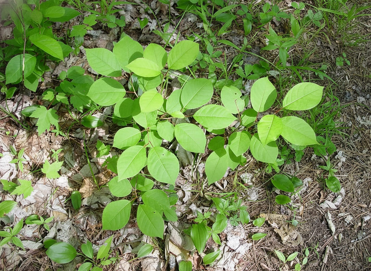 Planting Aronia Berries