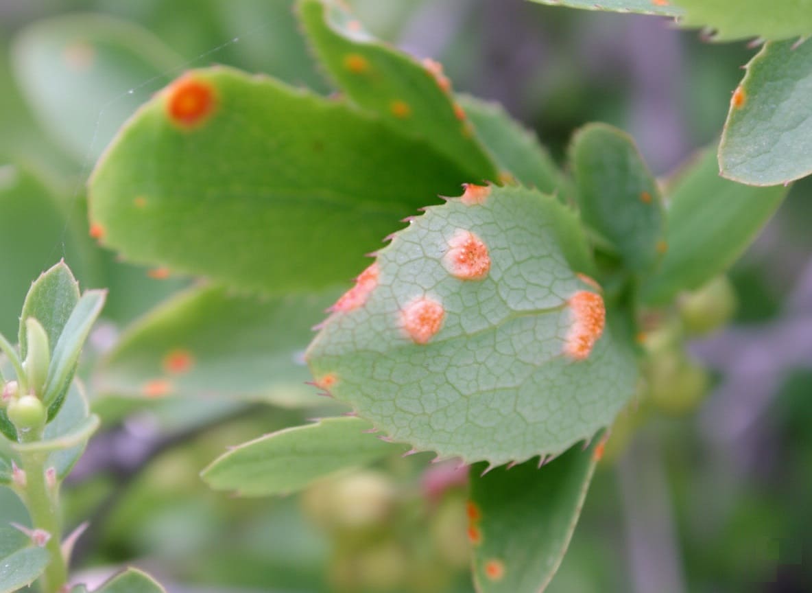 Puccinia graminis on leaves of common barberry