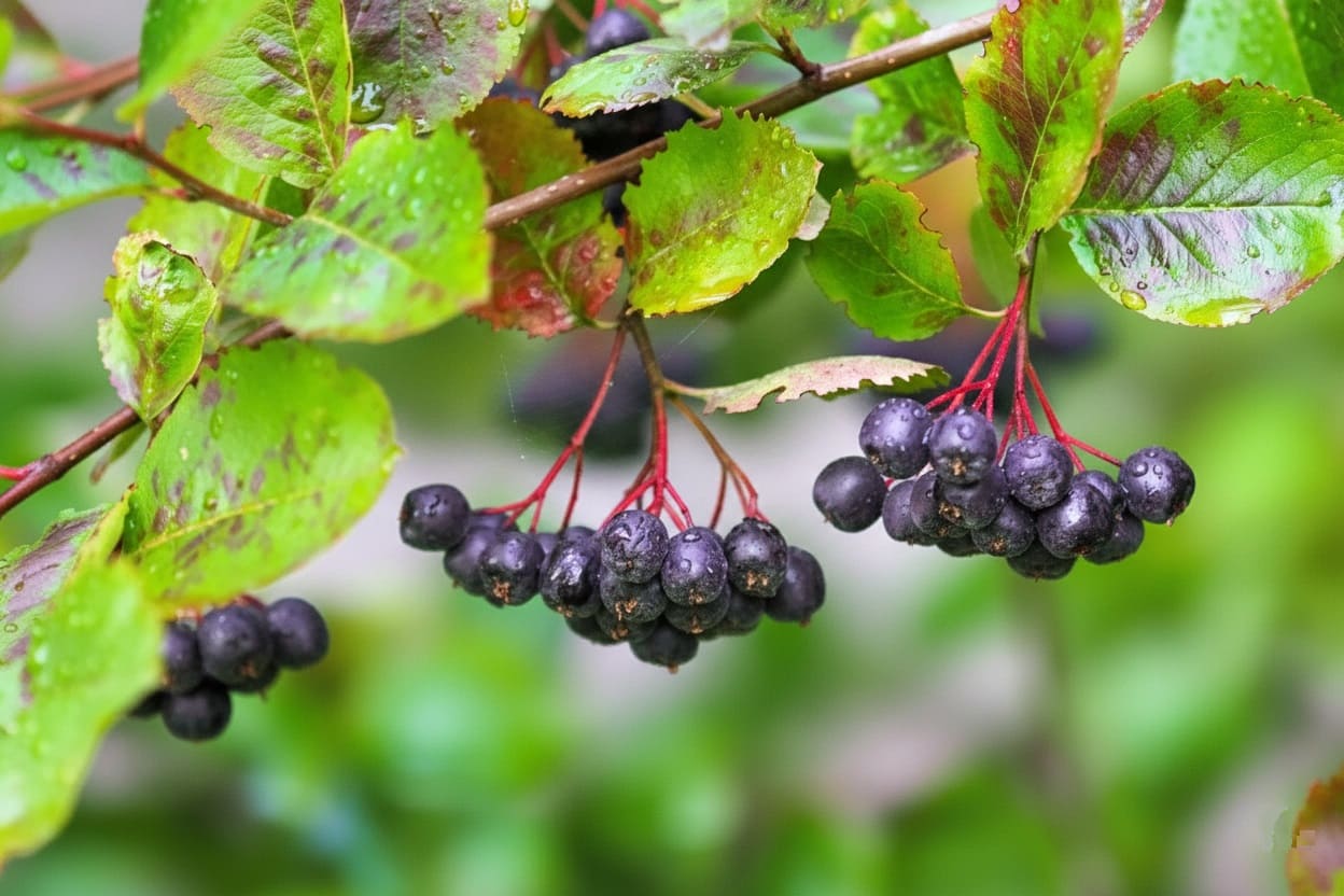 Purple chokeberry (Aronia prunifolia)
