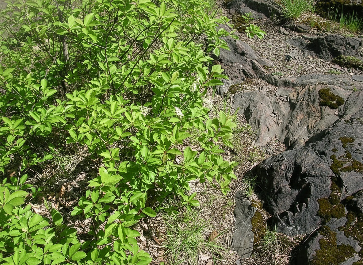 aronia's first growing season