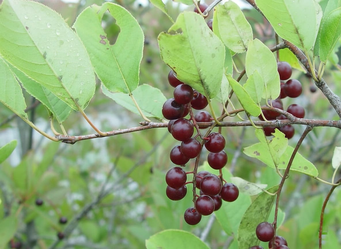 chokecherries (Prunus virginiana)