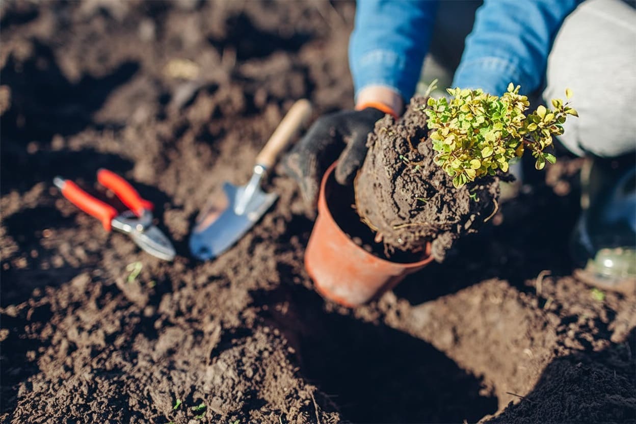 container-grown Berberis shrubs