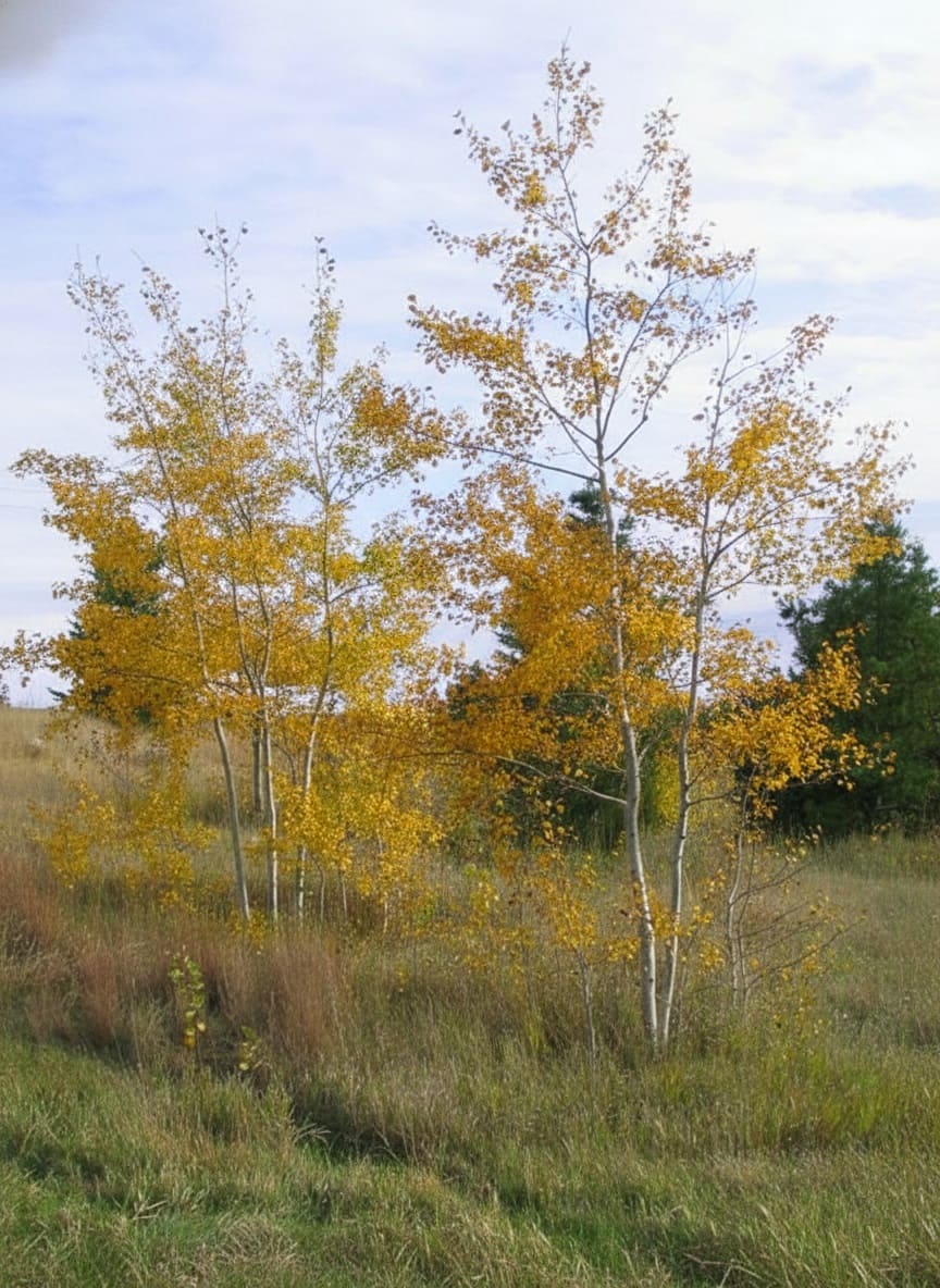 Populus tremuloides 'Prairie Gold'
