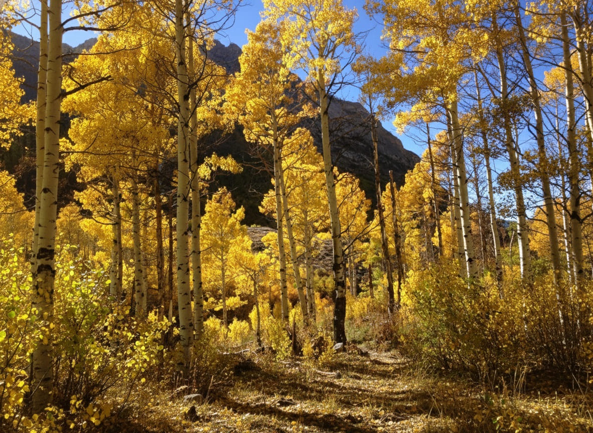 Quaking aspens (Populus tremuloides)