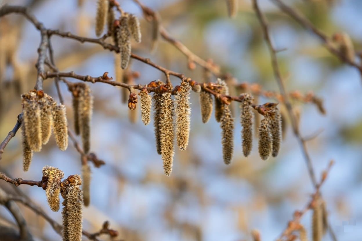 Quaking aspens catkins