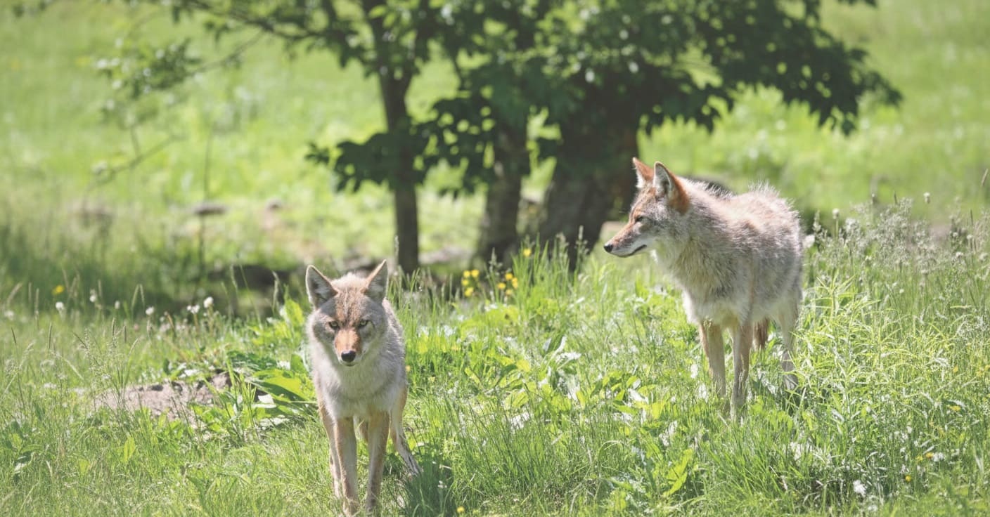 mated pair of Coyotes