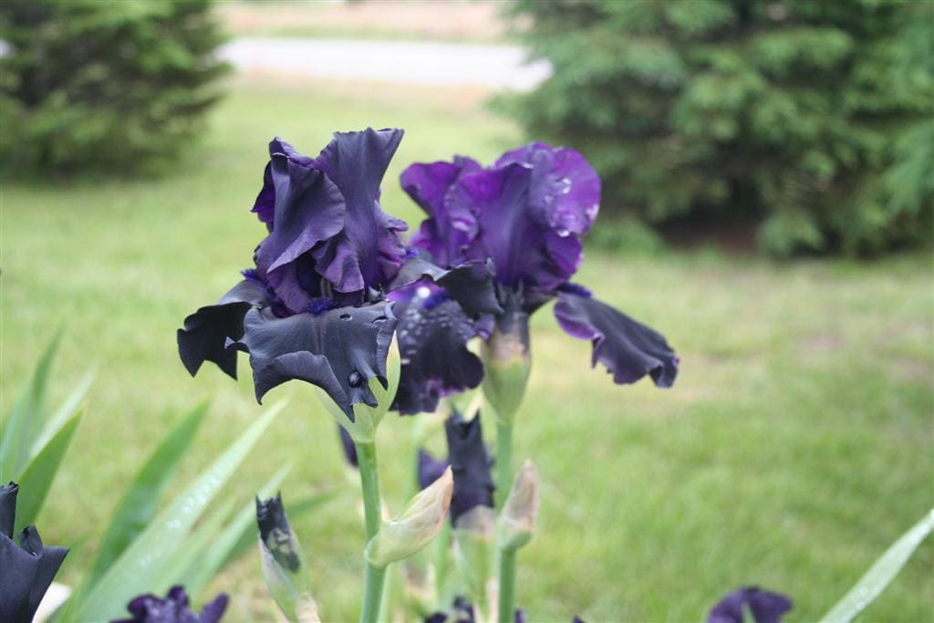 Bearded Iris 'Hello Darkness'