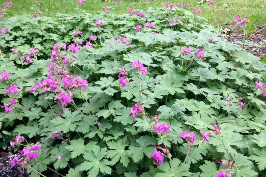 Bigroot geranium (Geranium macrorrhizum)