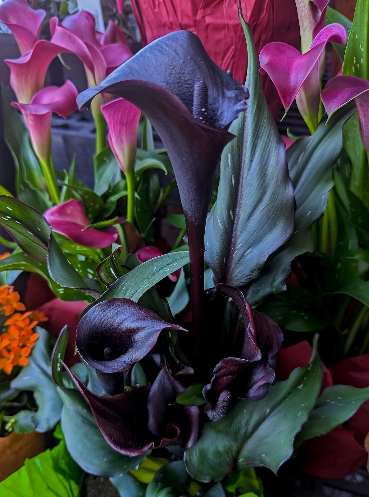 Black Calla Lilies