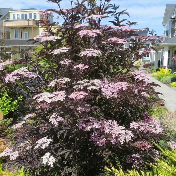 Black Lace Elderberry (Sambucus nigra 'Black Lace')