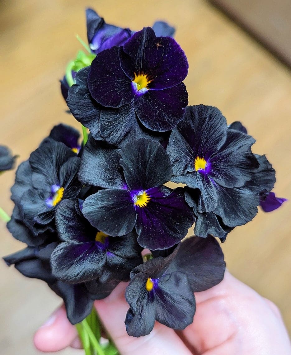 Black Pansies