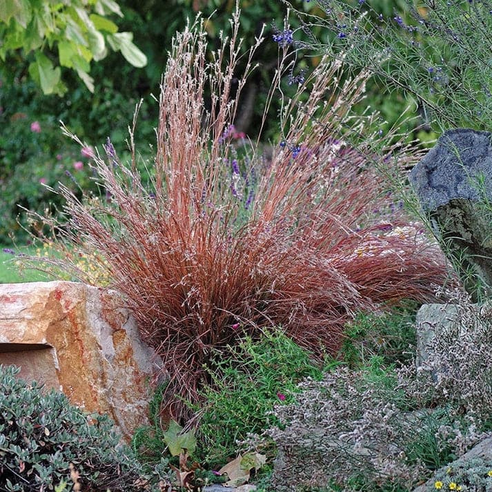 'Blaze' Little Bluestem