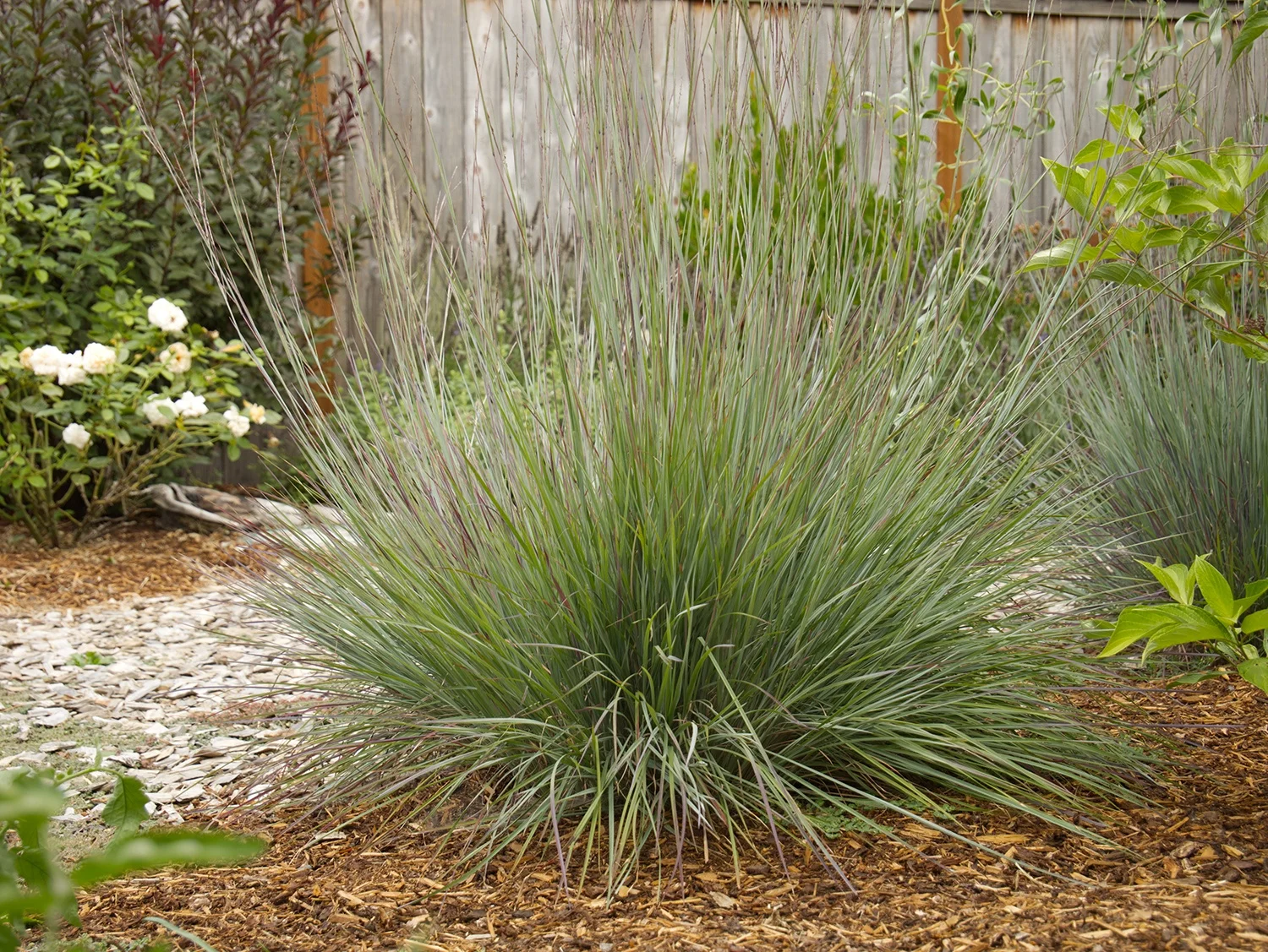 'Blue Heaven' Little Bluestem