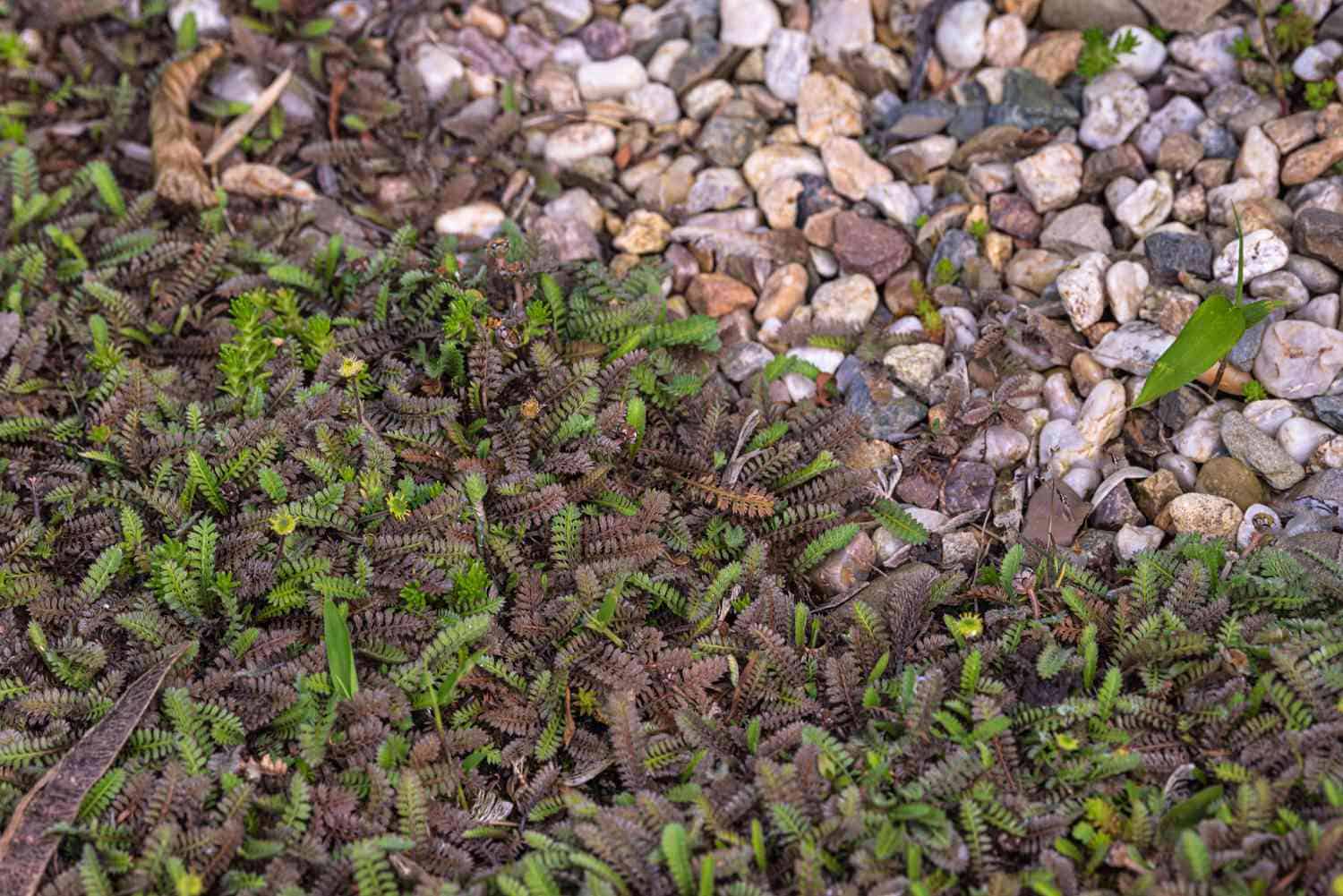 Brass buttons (Leptinella squalida)