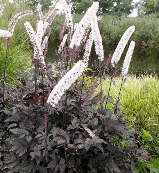 Bugbane Actaea