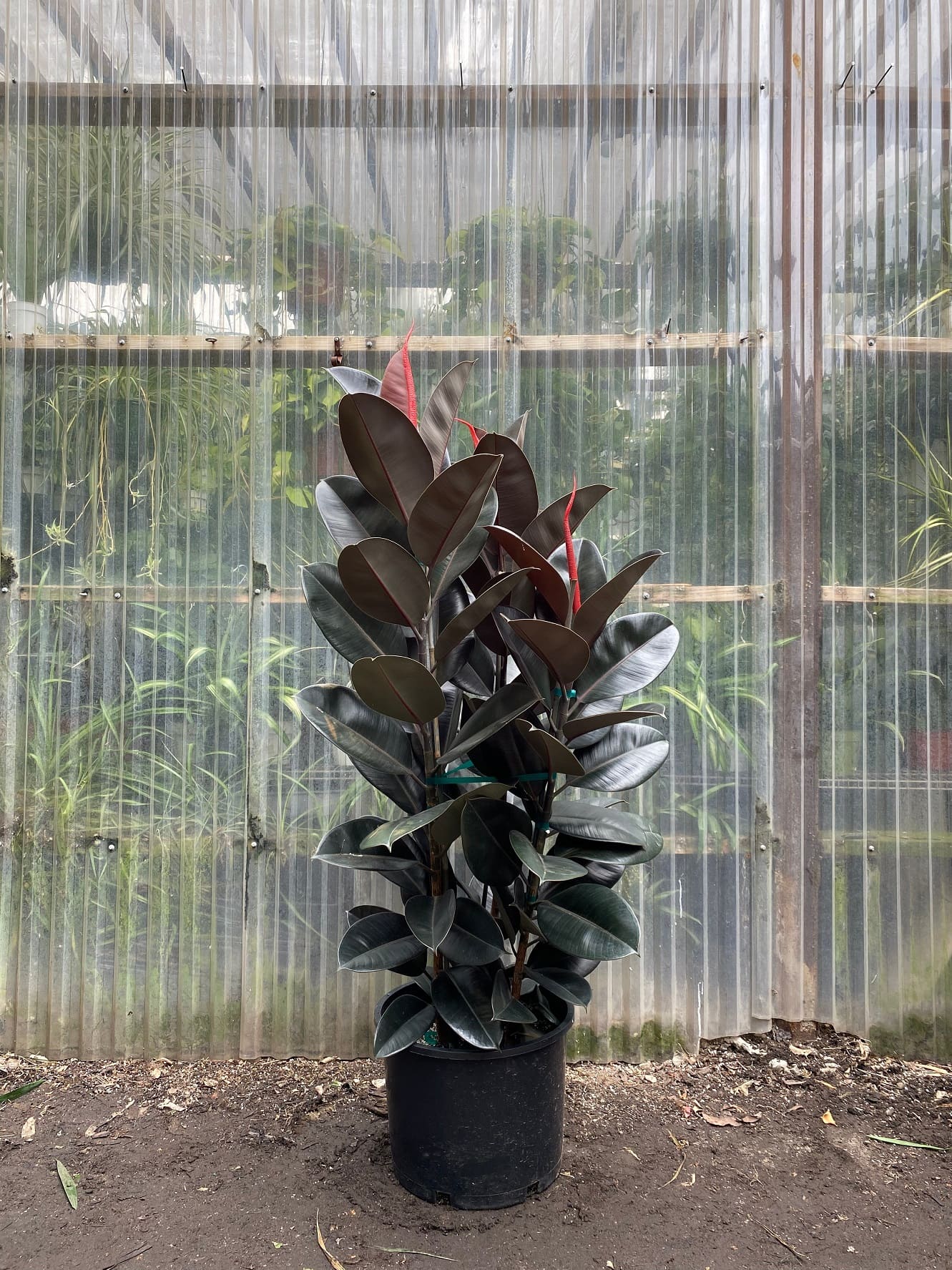 Burgundy Rubber Plant (Ficus elastica 'Burgundy')
