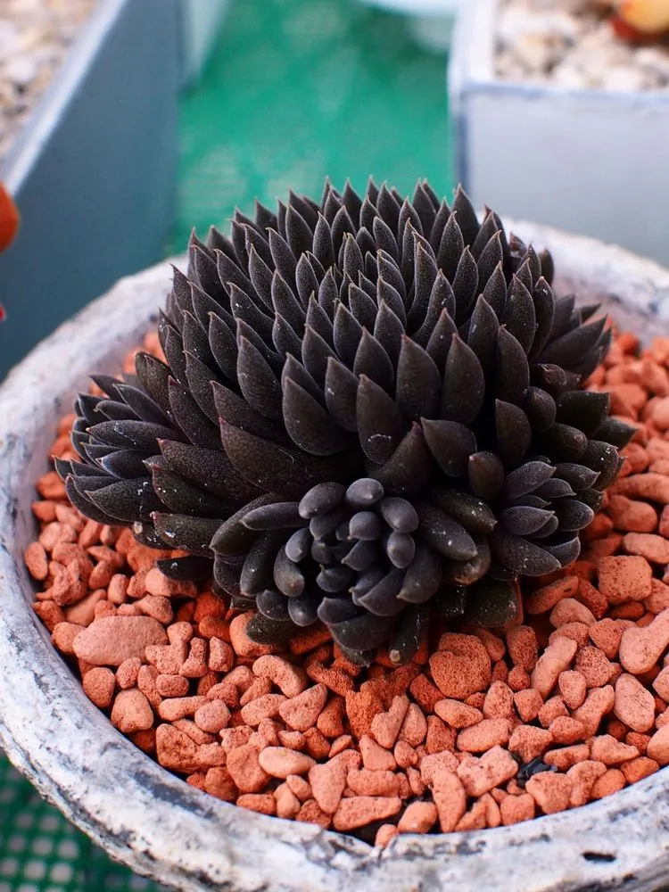Chinese Jade (Sinocrassula yunnanensis)