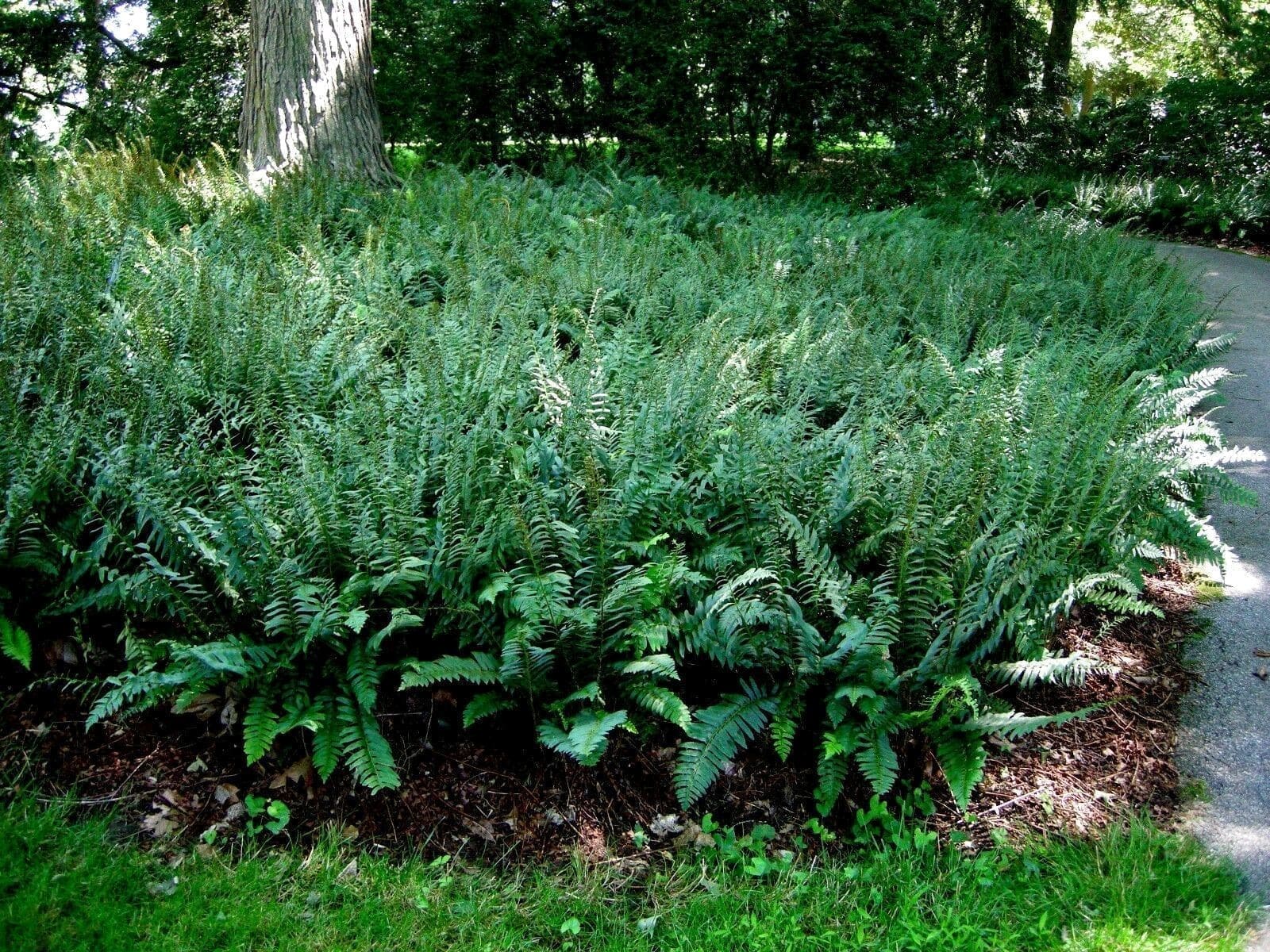 Christmas fern (Polystichum acrostichoides)