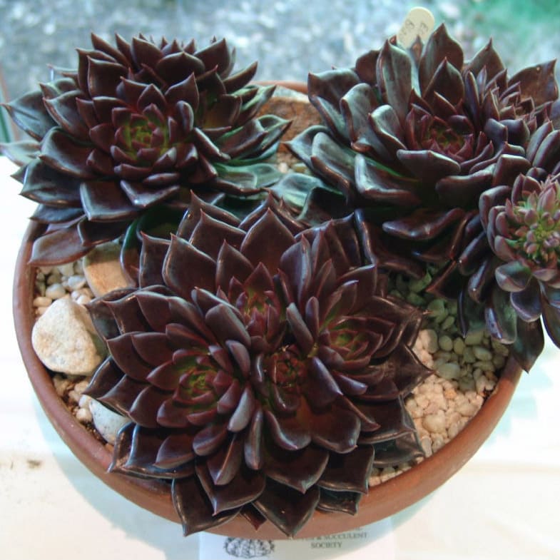 Echeveria 'Black Prince'