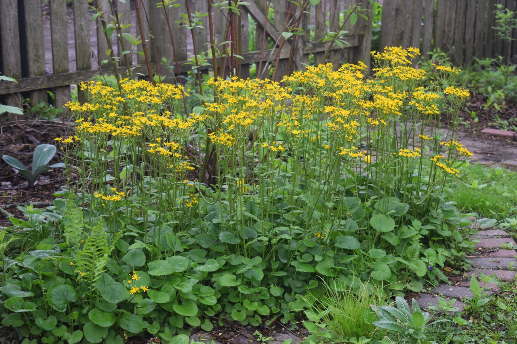 Golden ragwort (Packera aurea)