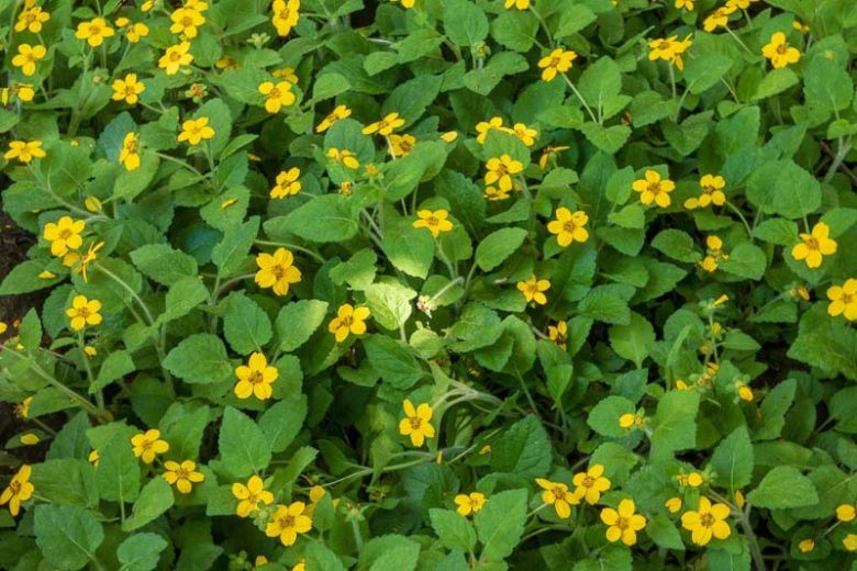 Green-and-gold
