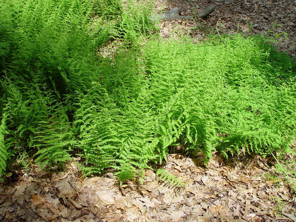 Hay-scented fern (Dennstaedtia punctilobula)