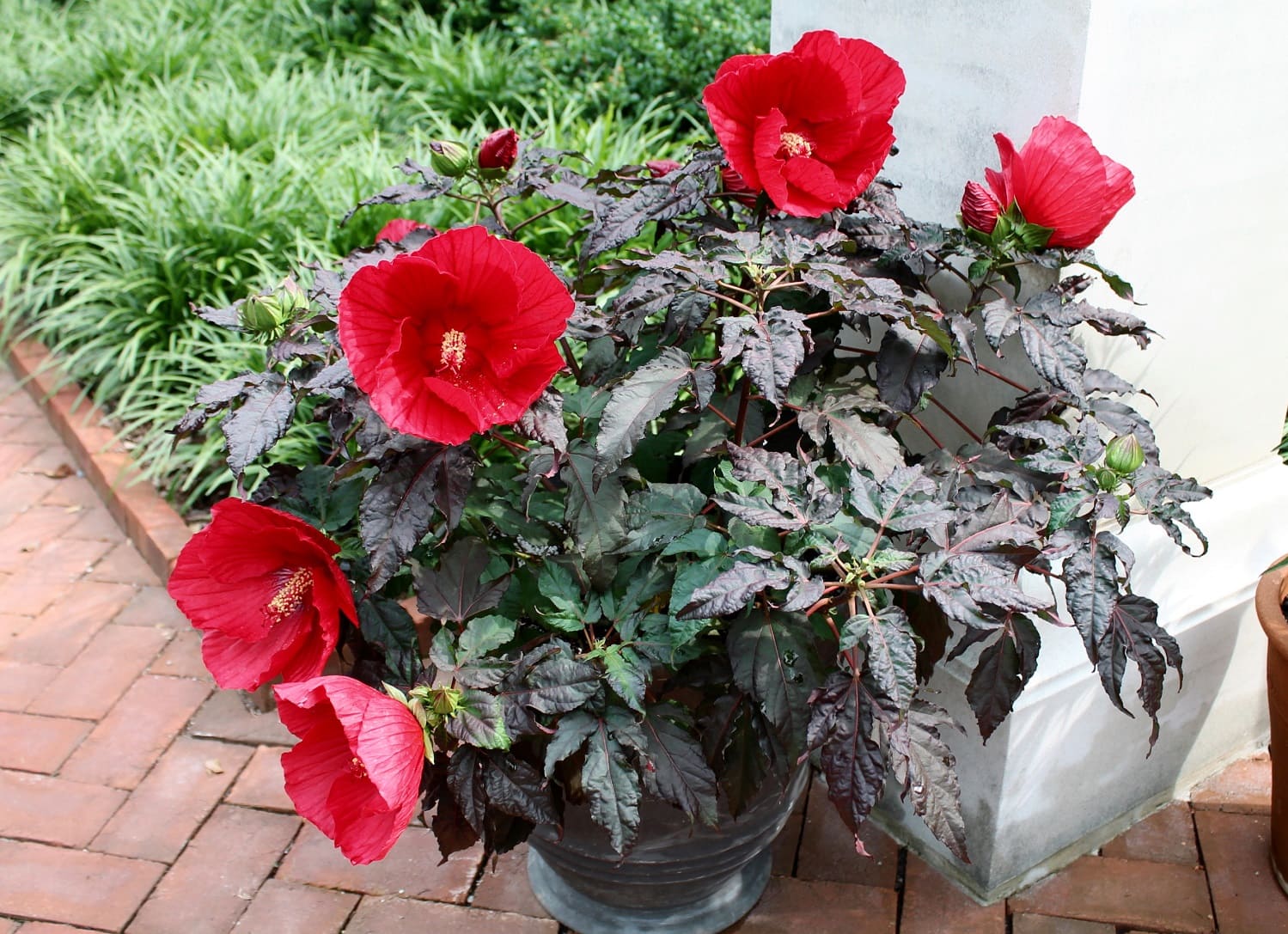 Hibiscus 'Midnight Marvel'