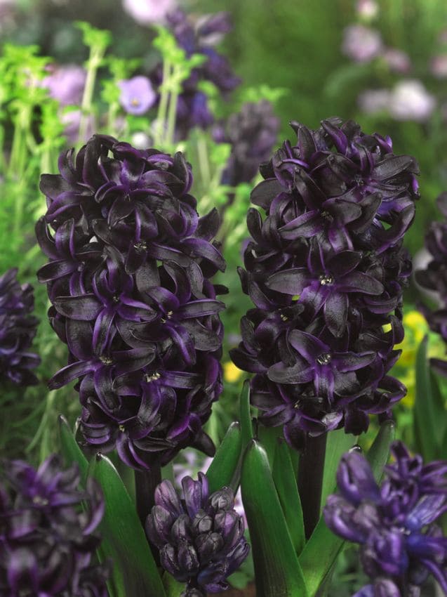 Hyacinths 'Dark Dimension'