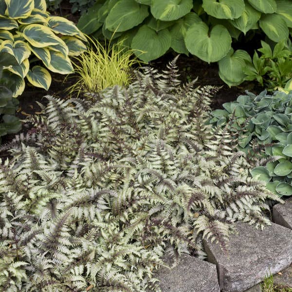 Japanese painted fern (Athyrium niponicum var. pictum)