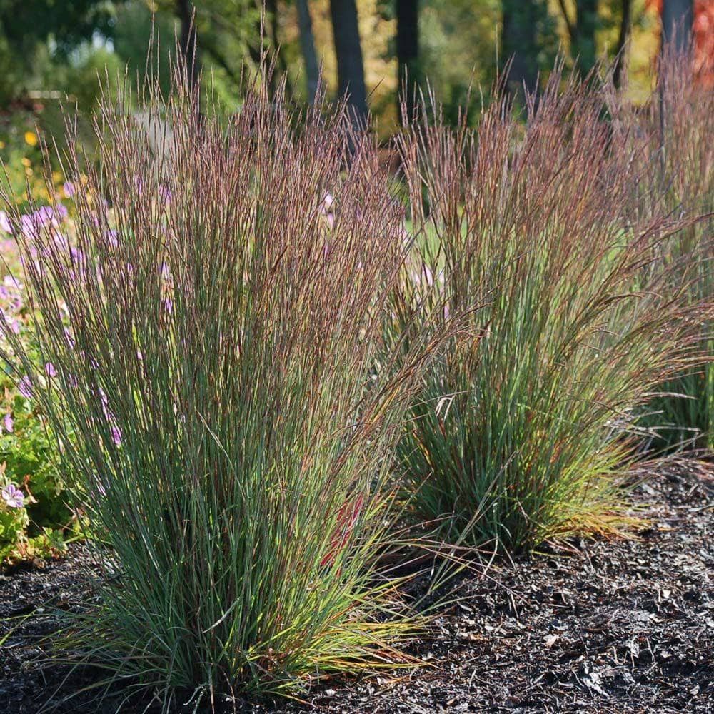 'Jazz' Little Bluestem