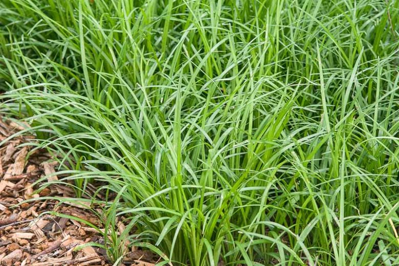 Liriope spicata (creeping lilyturf)