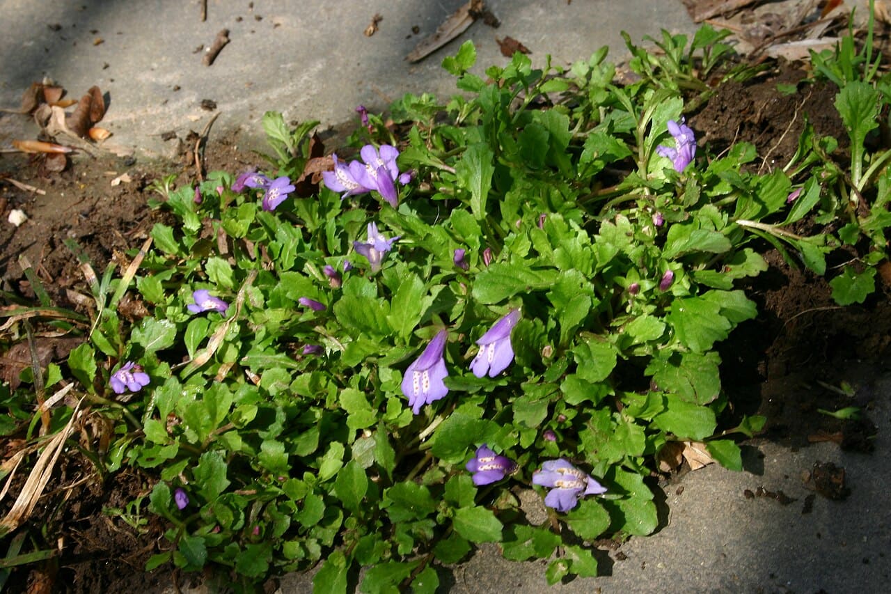 Mazus (Mazus reptans)
