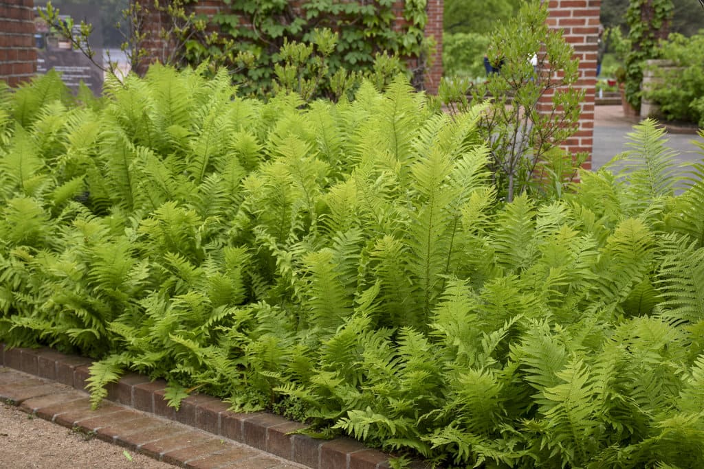 Ostrich fern (Matteuccia struthiopteris)
