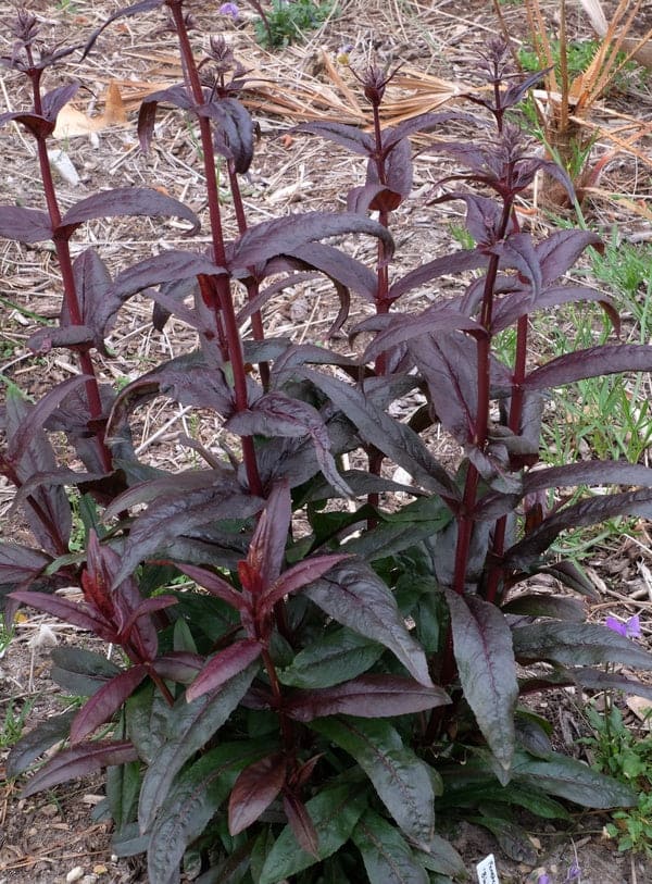 Penstemon 'Blackbeard'