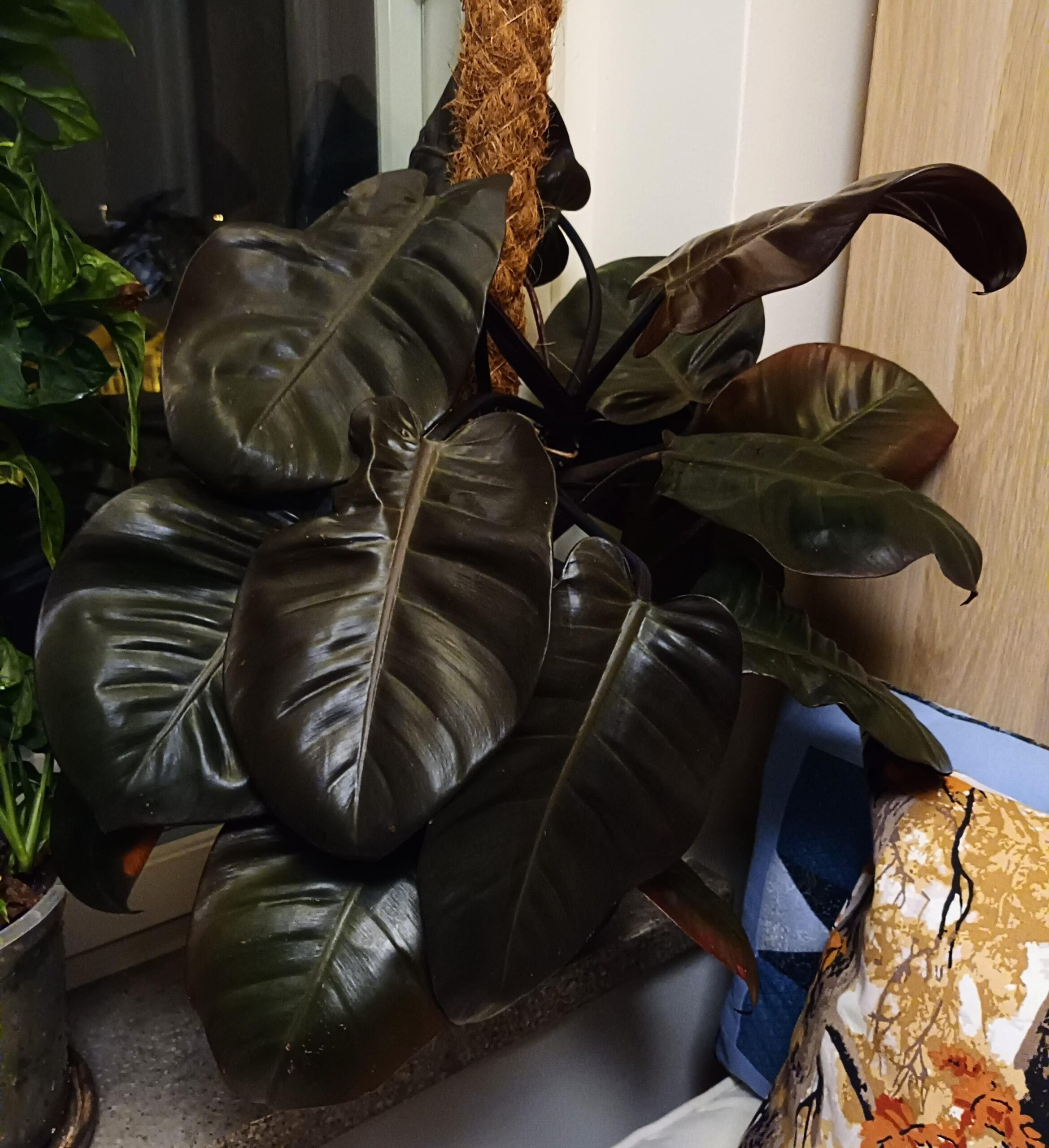 Philodendron 'Black Cardinal'