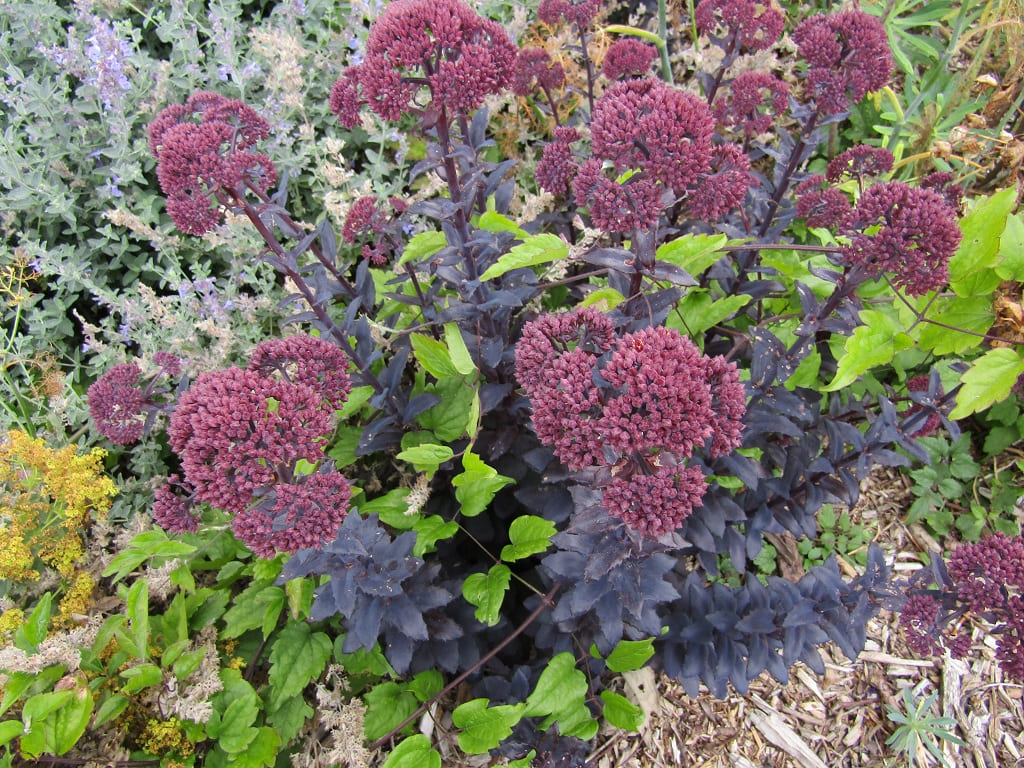 Sedums 'Night Embers'