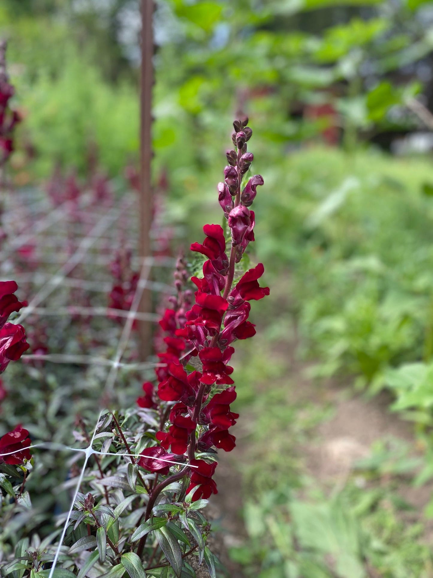 Snapdragons 'Black Prince'